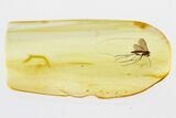 Detailed Fossil Fungus Gnat (Keroplatidae) In Baltic Amber #300701-1